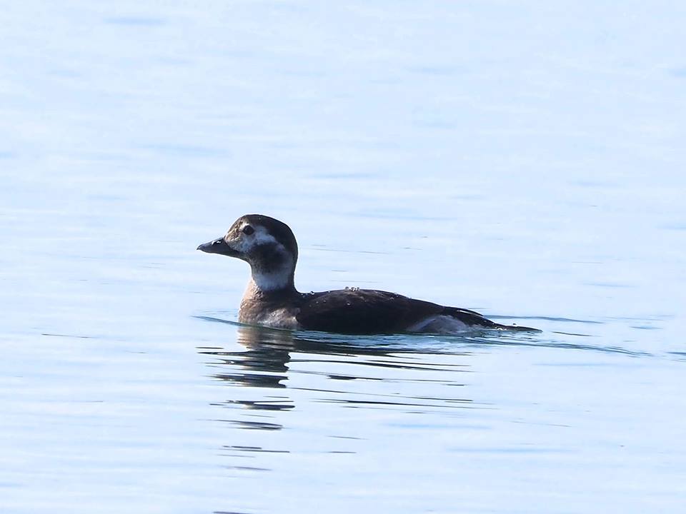 Moretta codona  (Clangula hyemalis)